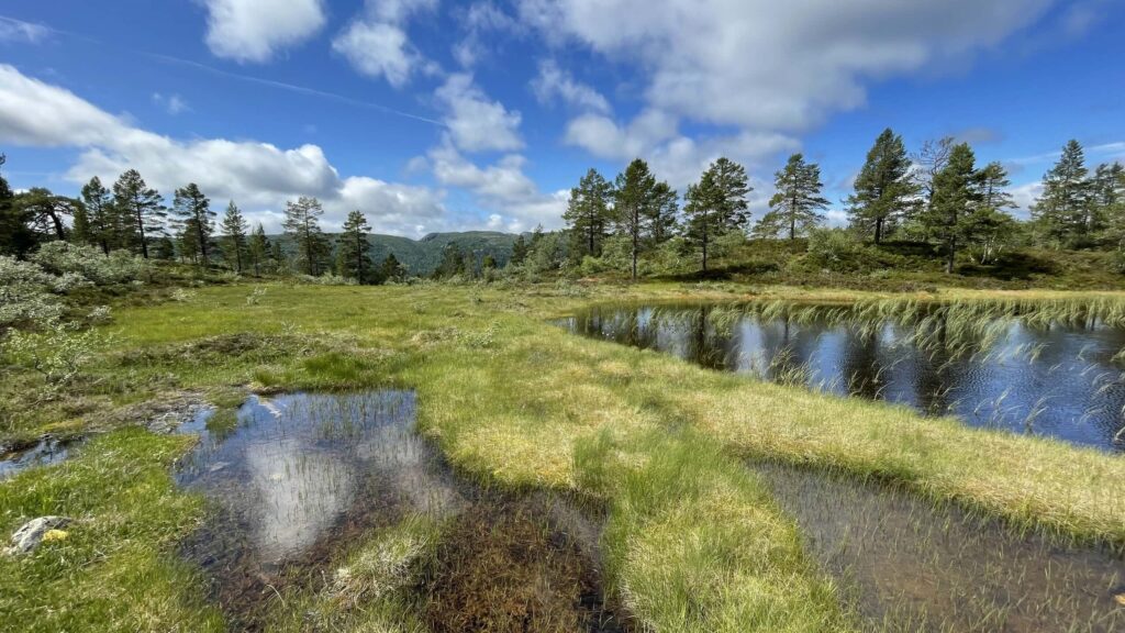 Flatt område med gress, lyng og små vann, i bakgrunnen utsikt over skogsområde