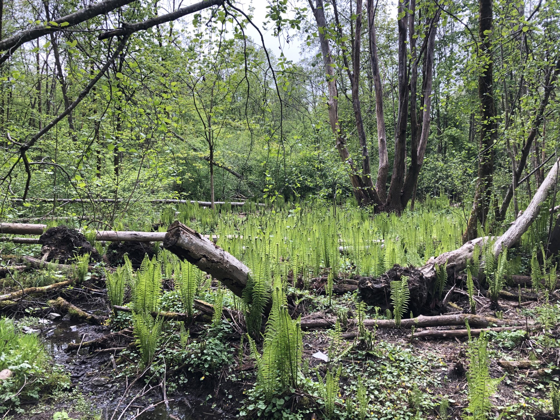 Illustrasjonsbilde av natur som er i ferd med å gro til etter hogst