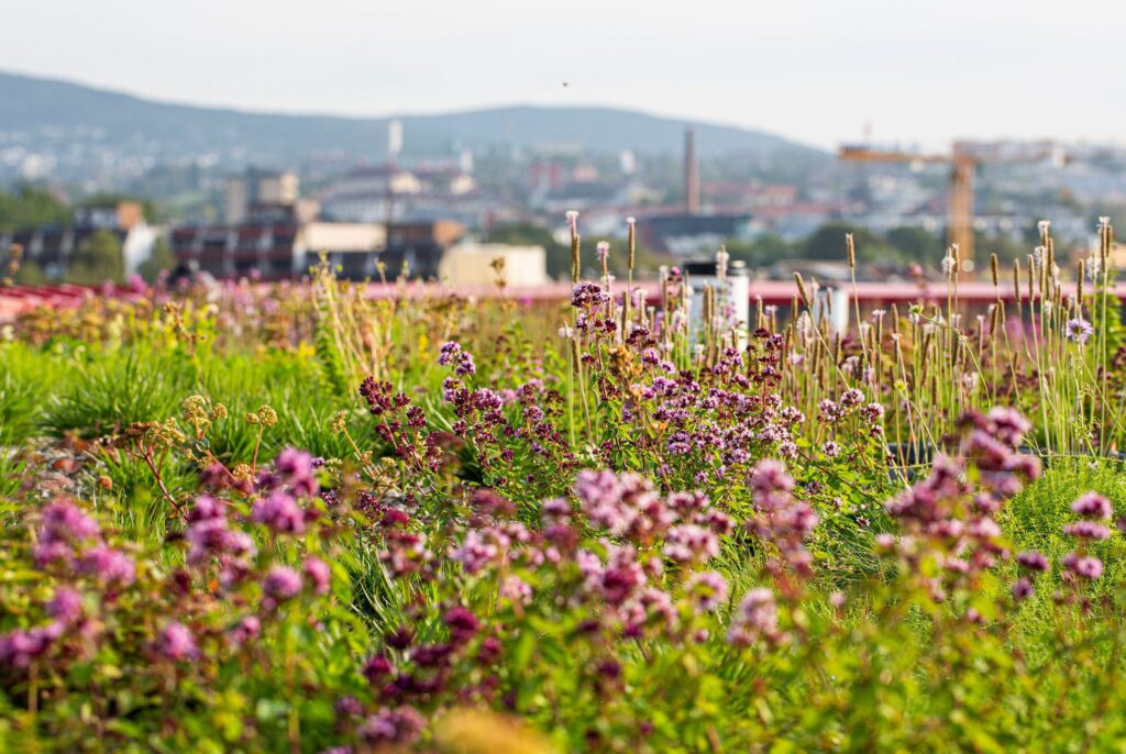 Tak med blomstereng midt i en by