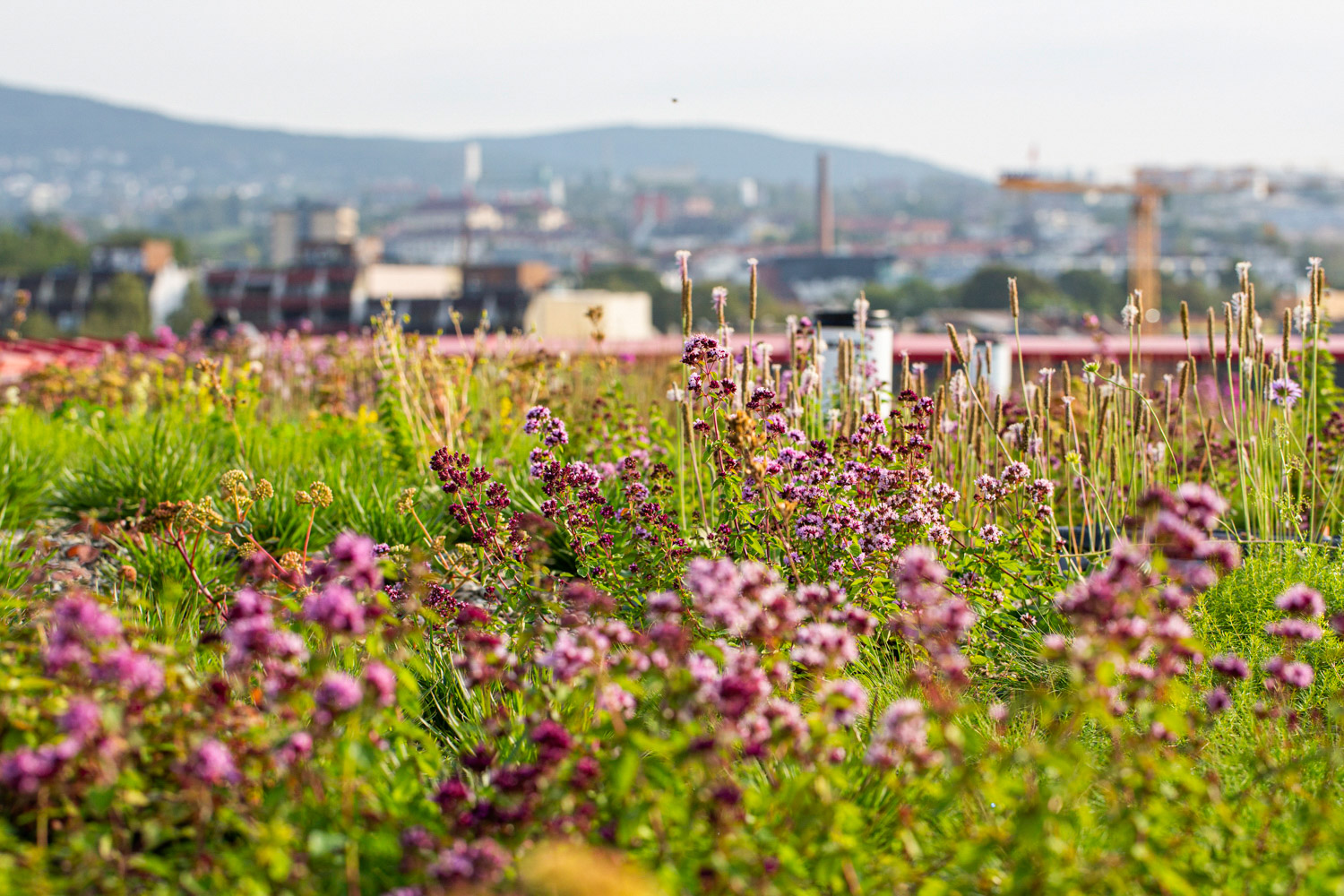 Vegetasjon på det blå taket, Vega Scene. (Foto: Åse Holte)