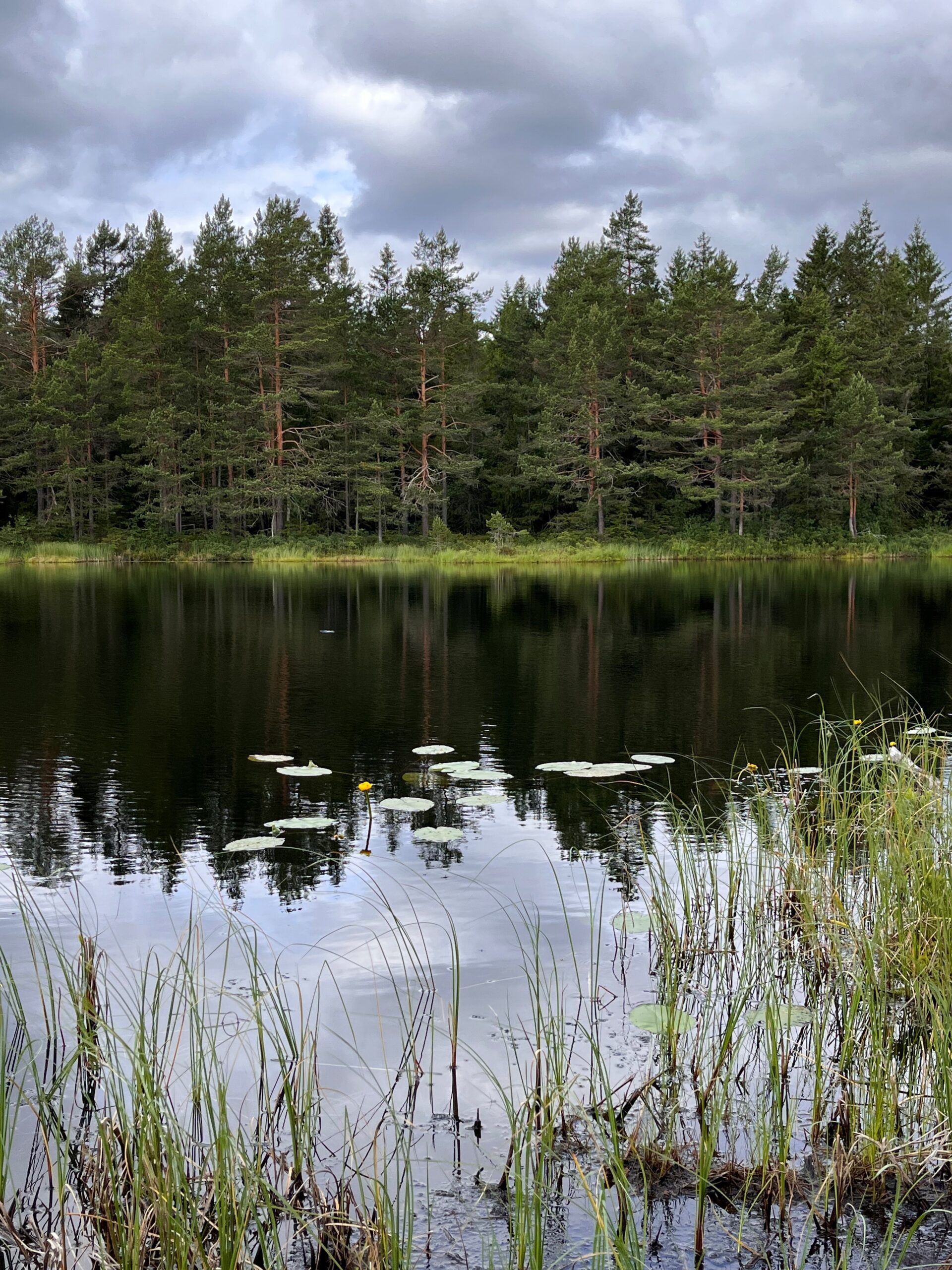 Skoglandskap med tjern i forgrunnen og grantrær i bakgrunnen