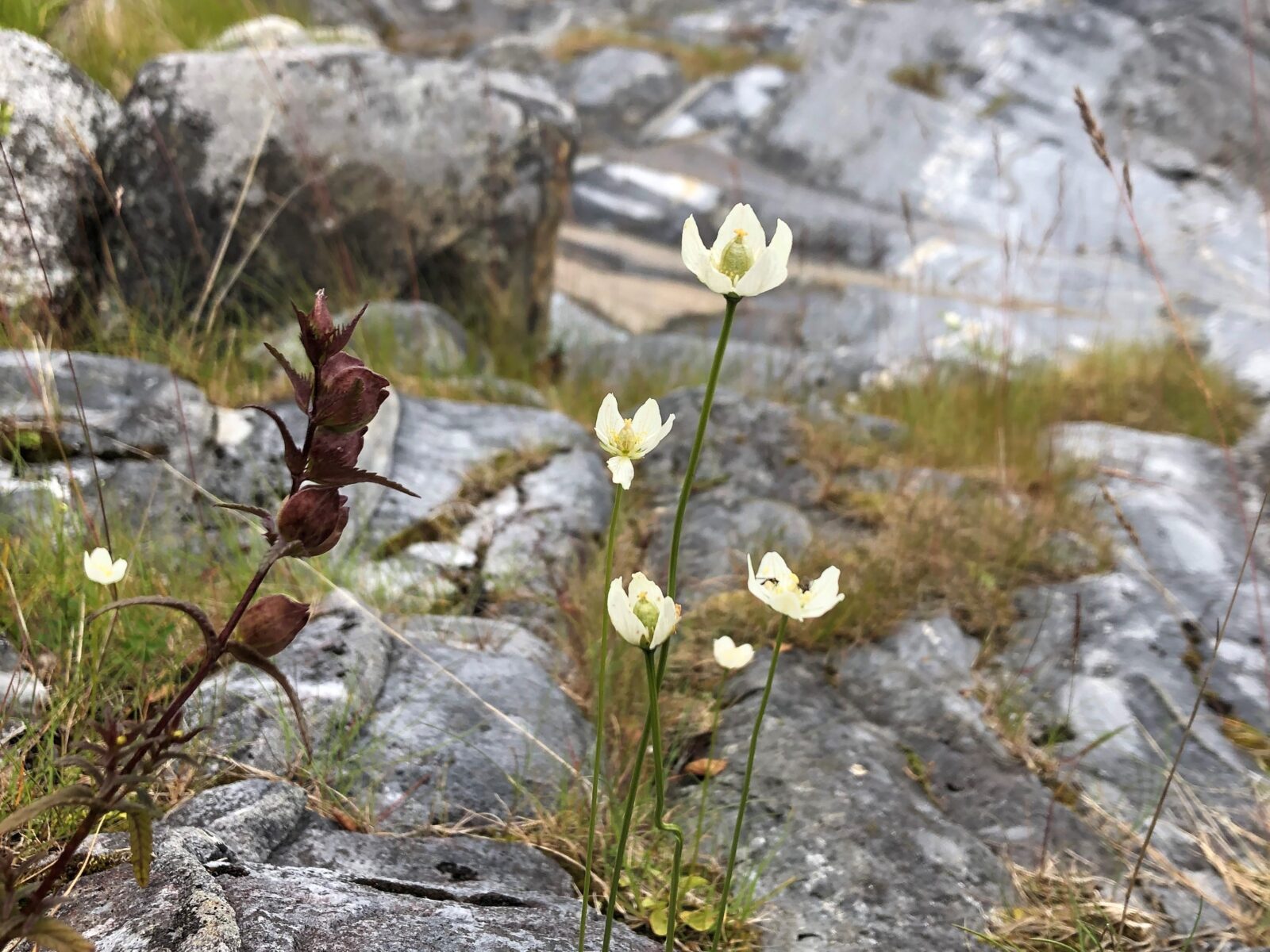 Naturen inn i regnskapet