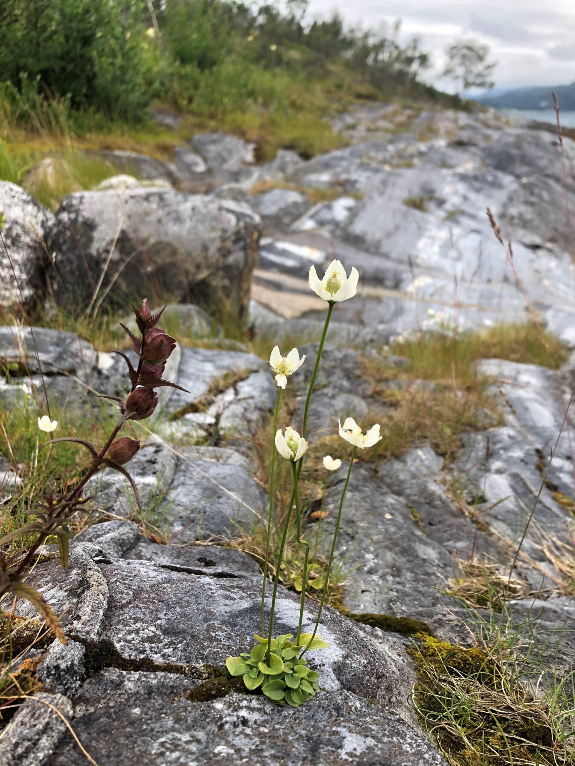 Blomst kalt Jåblom i kystlandskap